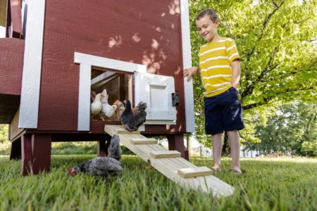 Chickens on Chicken Ramp with Boy OverEZ Chicken Coop