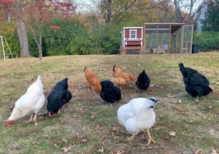 OverEZ Medium Chicken Coop - Up to 10 Chickens - Image 16