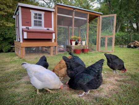 OverEZ Medium Chicken Coop - Up to 10 Chickens - Image 15