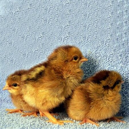 Wellsummer chicks