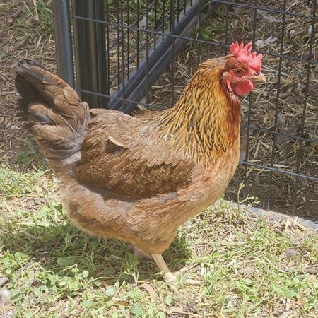 Welsummer Hen at Nickelbeak Hollow