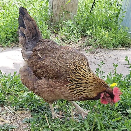 Welsummer Hen at Nickelbeak Hollow