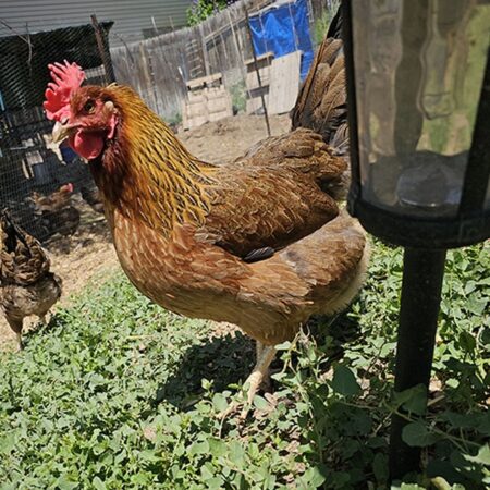 Welsummer Hen at Nickelbeak Hollow