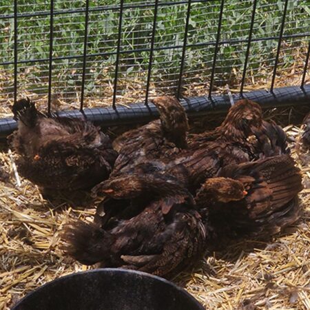 Welsummer Pullets at Nickelbeak Hollow