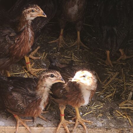 Welsummer Pullets at Nickelbeak Hollow