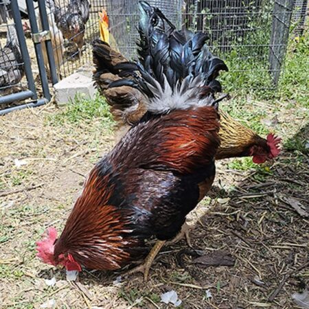 Welsummer Rooster at Nickelbeak Hollow