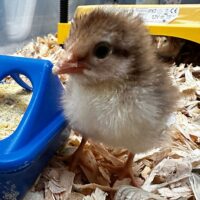 55 Flowery hen Female Chick