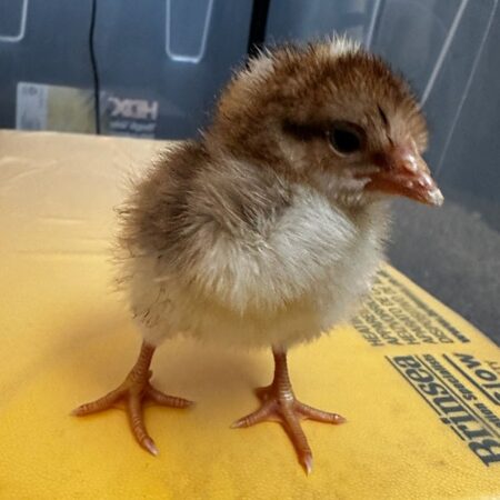 55 Flowery hen Female Chick