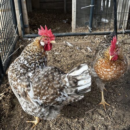 Two 55 Flowery Hens