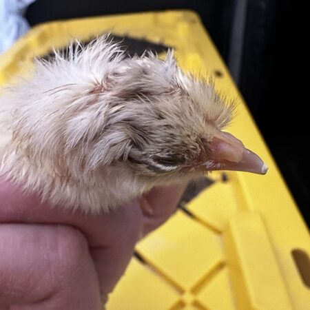 55 Flowery Hen Male Chick