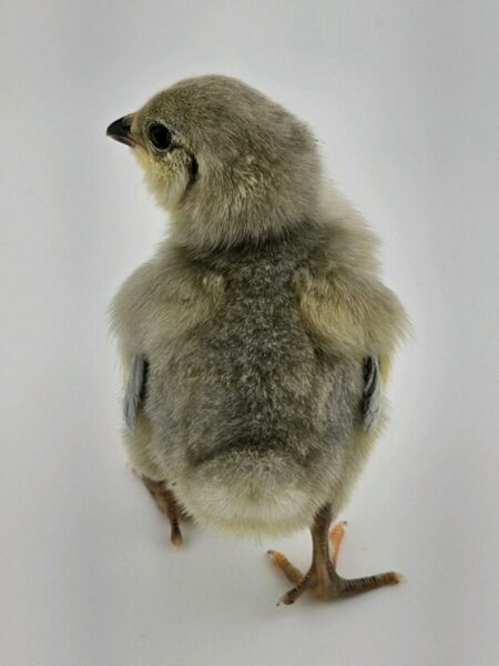 Lavender Ameracauna Chick