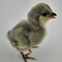 Lavender Ameracauna Chick