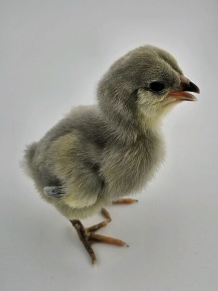 Lavender Ameracauna Chick