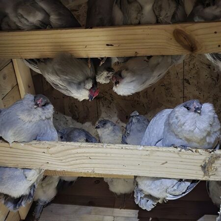 Lavender Ameracauna Flock