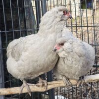 Lavender Ameracauna Pair of Hens