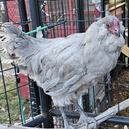 Lavender Ameraucana Rooster