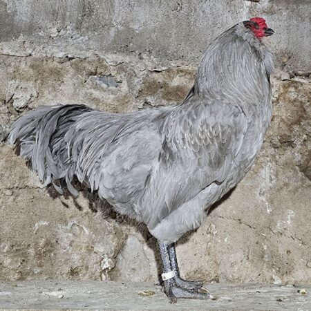 Lavender Ameraucana Rooster