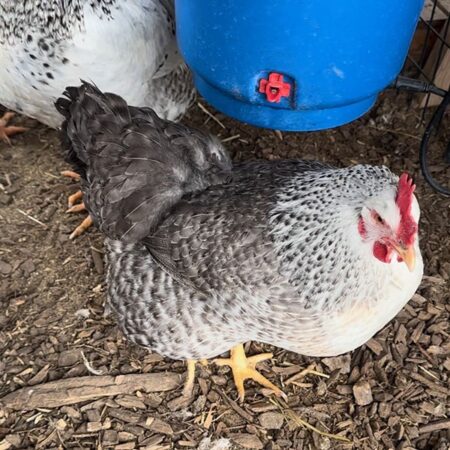 Silver Bielefelder Hen