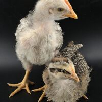 Silver Bielefelder Male and Female Chicks