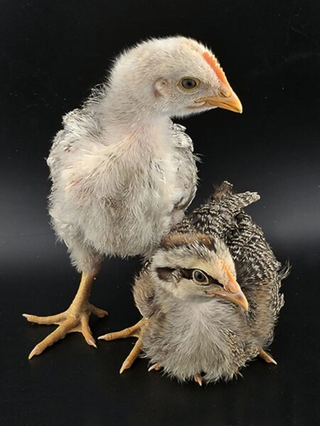 Silver Bielefelder Male and Female Chicks