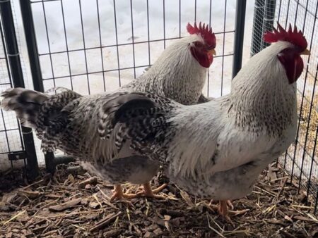 Silver Bielefelder Roosters