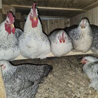 Silver Bielefelders in Coop