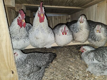 Silver Bielefelders in Coop