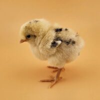 Tappit Shetland chick