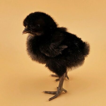 Tappit Shetland chick