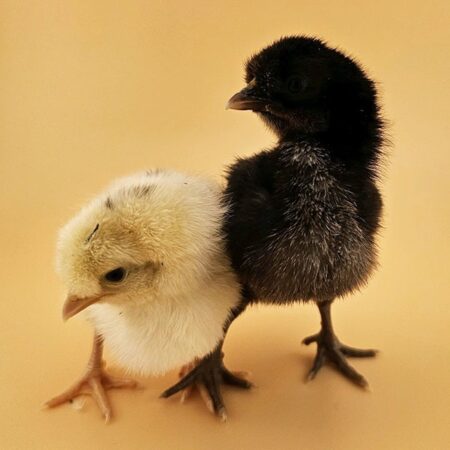 Tappit Shetland chicks