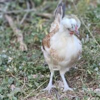 Tappit Shetland Hen