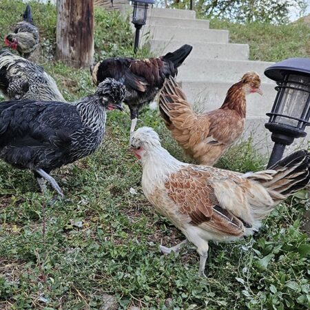 Tappit Shetland Hen Foraging