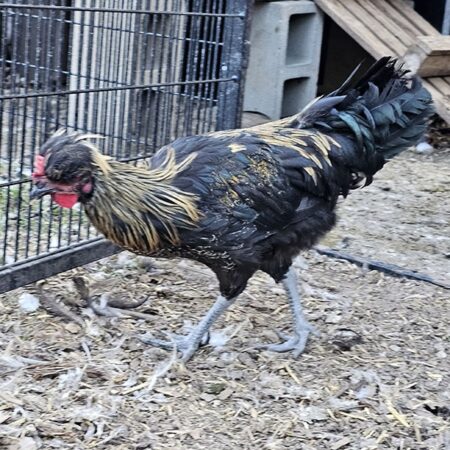 Tappit Shetland Rooster